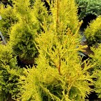 Tuja západna (Thuja occidentalis) ´SUNNY SMARAGD´® - výška 30-50 cm, kont. C3L